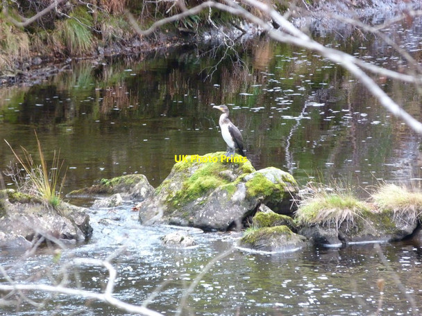 Photo 6"x4" Uncommon visitor to Glen Strathfarrar - a Cormorant Struy c2011