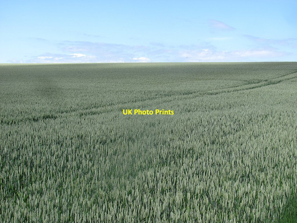 Photo 6"x4" Wheat, Balgone Kingston\/NT5482 c2011