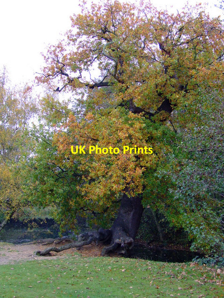 Photo 6"x4" Osterley Park Southall c2011