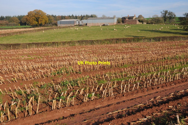 Photo 6"x4" Llwyn-crwn Farm Penrhos\/SO4111 c2011
