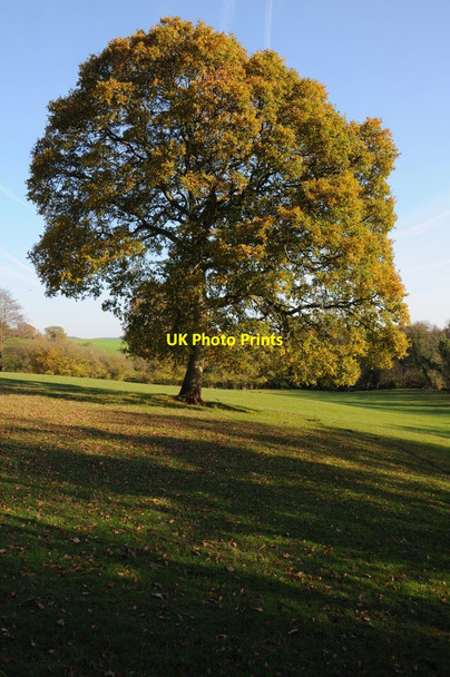 Photo 6"x4" Oak tree in Autumn colours Llanvihangel-Ystern-Llewern c2011