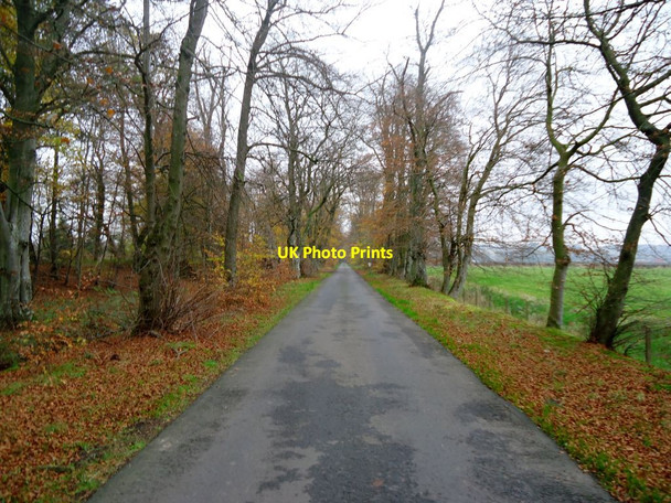 Photo 6"x4" Blairdrummond, Lime Avenue [2] Blair Drummond c2011