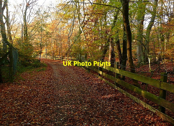 Photo 6"x4" Footpath through Brockhurst Wood Hollybush Hill\/SU9884 c2011