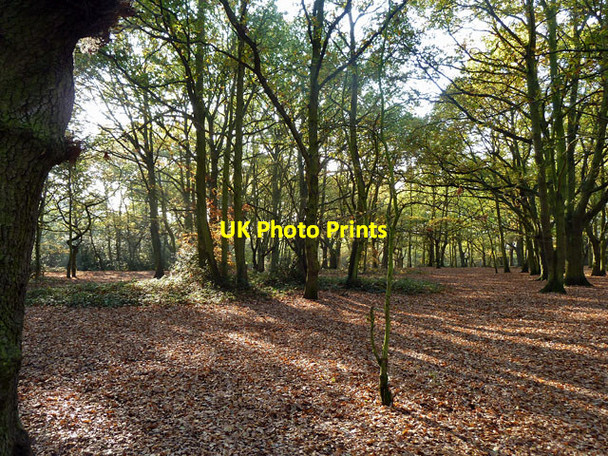 Photo 6"x4" The Rookery, Streatham Common Streatham c2011