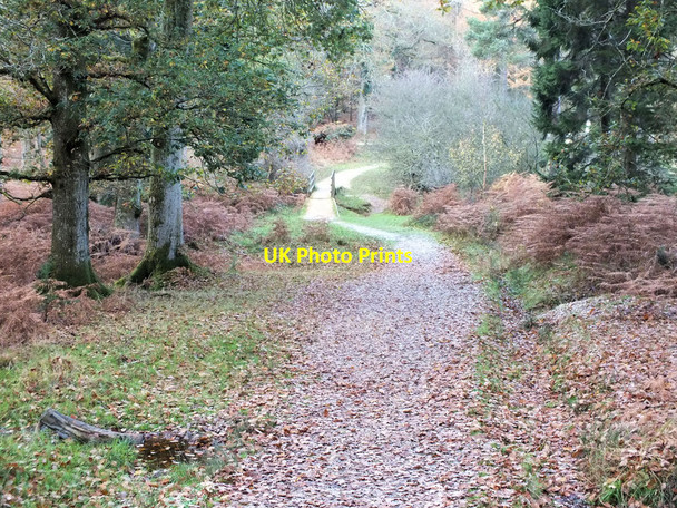 Photo 6"x4" Down to the bridge North Oakley Inclosure c2011