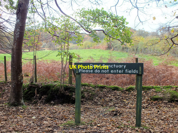 Photo 6"x4" Deer sanctuary Stoney Cross c2011