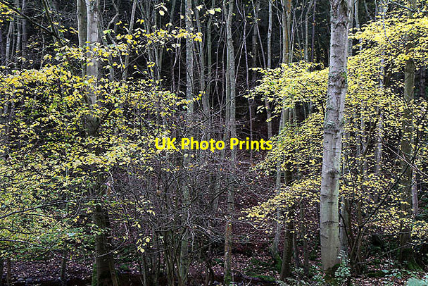 Photo 6"x4" Trees by the Ale Water Eyemouth c2011