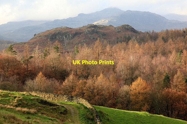 Photo 6"x4" Footpath descending Hollin Bank Skelwith Bridge c2011
