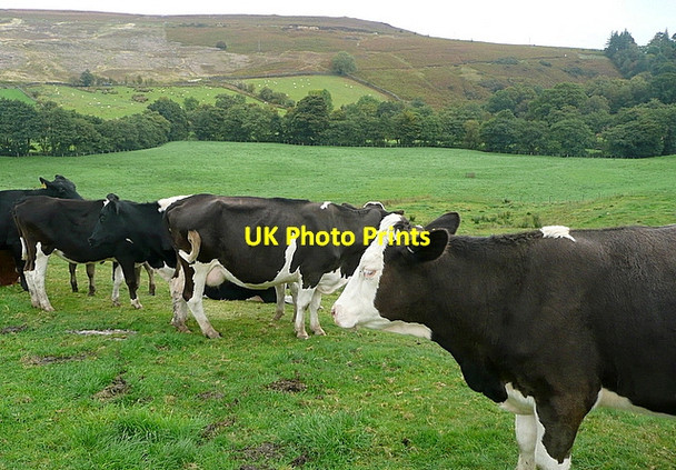 Photo 6"x4" Cattle at Commondale Castleton\/NZ6808 c2011