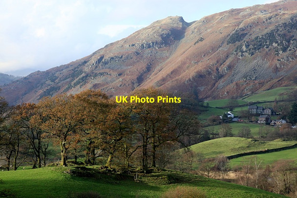 Photo 6"x4" Stand of trees, Little Langdale Little Langdale c2011
