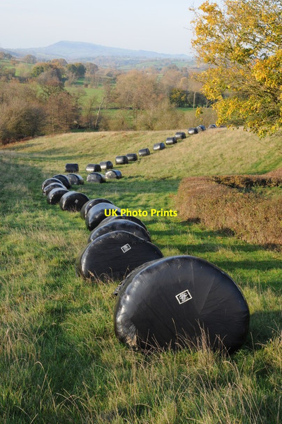 Photo 6"x4" Black silage bales, Trothy valley Dingestow c2011