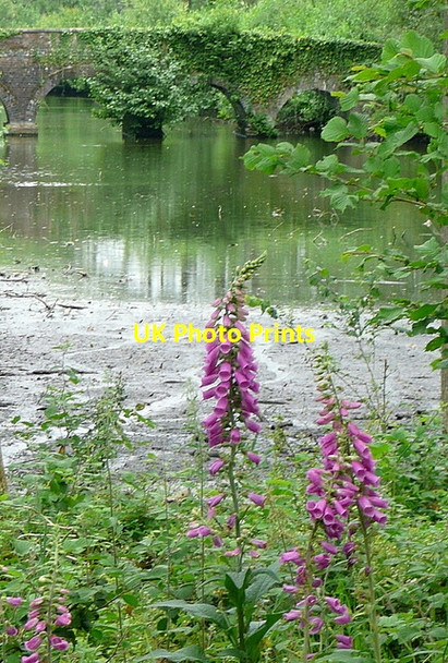 Photo 6"x4" Lily Lake Ramsdell c2011