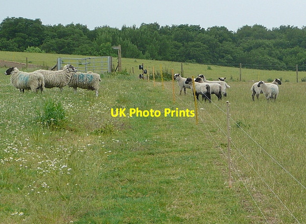 Photo 6"x4" Sheep separation Browninghill Green c2011