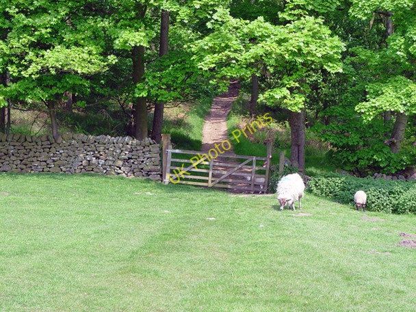 Photo 6"x4" Entering Westy Bank Wood Bolton Bridge c2008