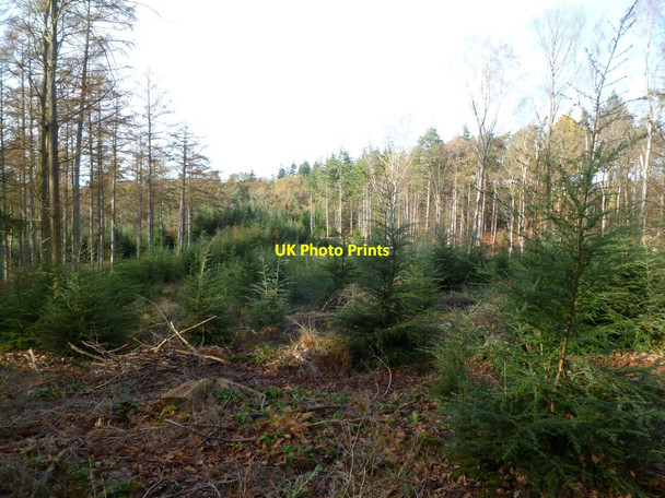 Photo 6"x4" Anderwood Inclosure Burley Lawn c2011