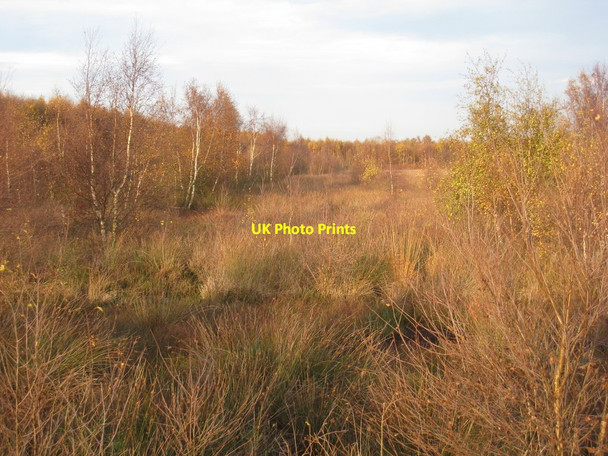 Photo 6"x4" Birch scrub on Goole Moors Goole Moors c2011