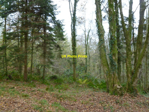Photo 6"x4" Edmondsham, Pains Moor Copse Edmondsham c2011