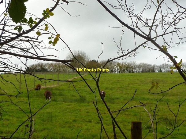 Photo 6"x4" Sutton Hill, sheep grazing Edmondsham c2011