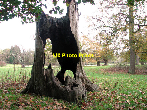 Photo 6"x4" The remains of a tree in Sotterley Park Sotterley c2011