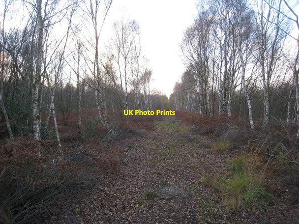 Photo 6"x4" Track through the birch trees (2) Moorends c2011