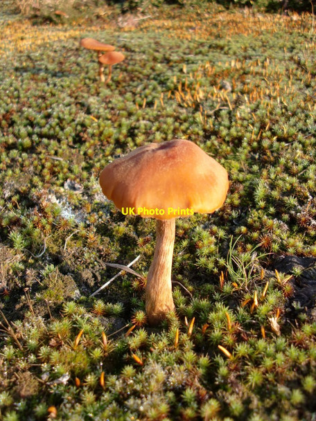 Photo 6"x4" Hygrocybe fungi at Thursley (3) Thursley c2011