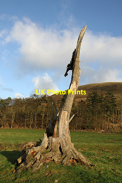 Photo 6"x4" The remains of an ash tree at Smiddy Brae Town Yetholm c2011
