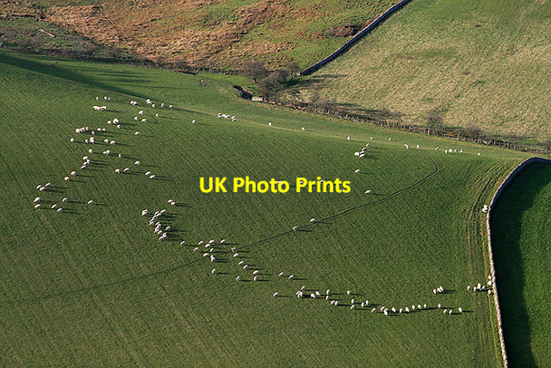 Photo 6"x4" Grazing sheep at The Folly Hope Morebattle c2011
