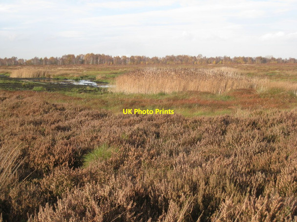 Photo 6"x4" Reed beds on Thorne Waste Moorends c2011