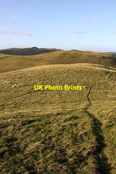 Photo 6"x4" Sheep tracks on Shoulder Hill Mowhaugh c2011