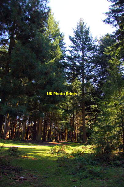 Photo 6"x4" The forest at Bolderwood Stoney Cross c2011