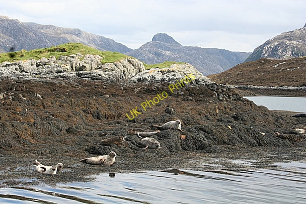 Photo 6"x4" Common Seal (Phoca vitulina) Unapool c2008
