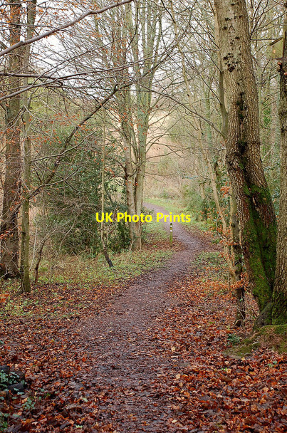 Photo 6"x4" Footpath in Langlee Woodland Galashiels c2011