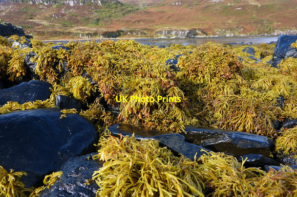 Photo 6"x4" Seaweed on the rocky foreshore, Diubaig Flashader c2011