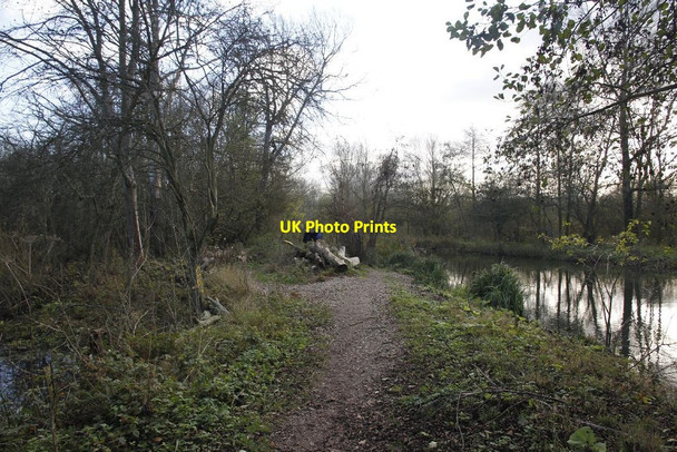 Photo 6"x4" Split in the path Woolhampton c2011