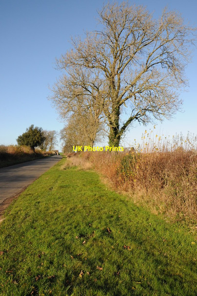 Photo 6"x4" Trees beside a country road Winstone c2011