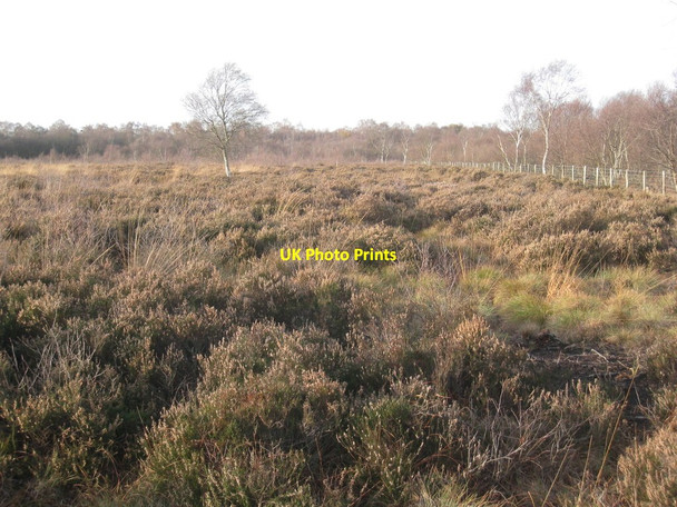 Photo 6"x4" Heather Moor, Crowle Moor Crowle Hill c2011