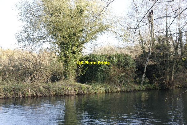 Photo 6"x4" Block of ivy Woolhampton c2011