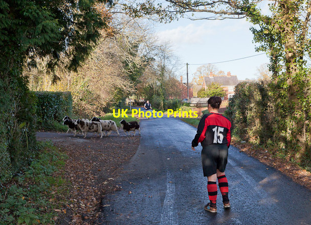 Photo 6"x4" Herding Jacob Sheep on Stapleford Lane Durley\/SU5116 c2011