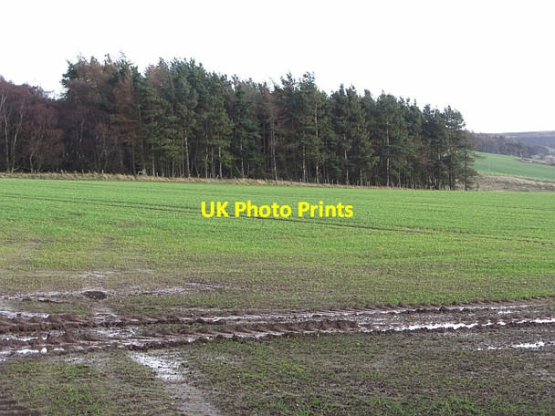 Photo 6"x4" Black Wood Carfrae\/NT5769 c2011