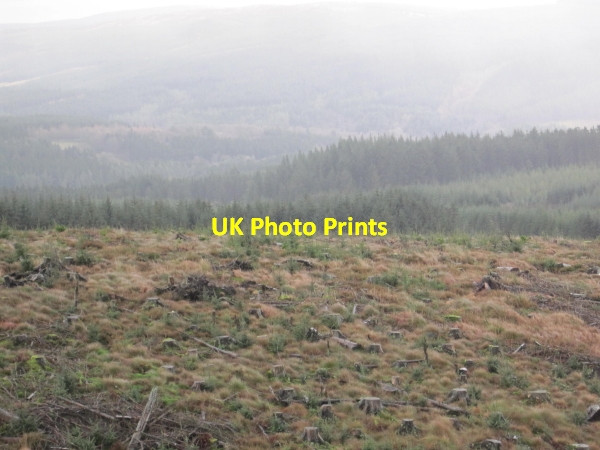 Photo 6"x4" Felled Trees near Kielder Observatory Kielder c2011