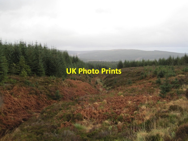 Photo 6"x4" Cat Cleugh Kielder c2011
