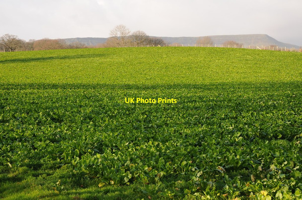 Photo 6"x4" Arable field and the Black Hill Middle Maes-coed c2011