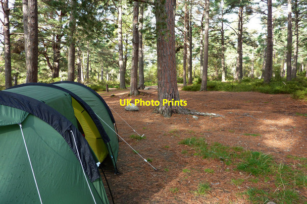 Photo 6"x4" Camped beneath the pines Coylumbridge c2011