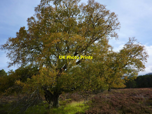 Photo 6"x4" Birch tree near the Allt Druidh, Rothiemurchus Coylumbridge c2011