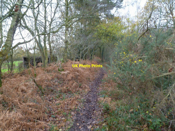 Photo 6"x4" Wedge Hill, bridleway Horton Heath\/SU0606 c2011