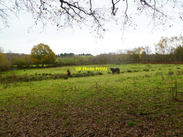 Photo 6"x4" Wedge Hill, horse grazing Horton Heath\/SU0606 c2011