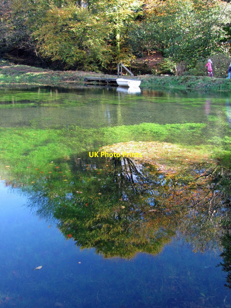 Photo 6"x4" Lukesland Gardens Ivybridge\/SX6356 c2011