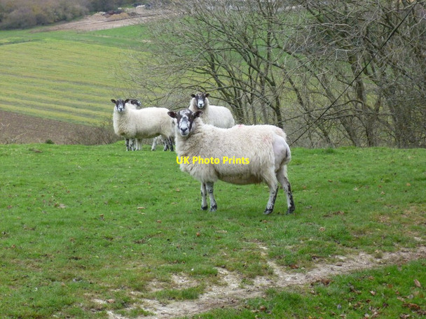 Photo 6"x4" Sheep at Barpham Burpham\/TQ0408 c2011