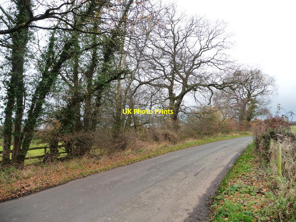 Photo 6"x4" Winter trees along Booth Bed Lane Boots Green c2011