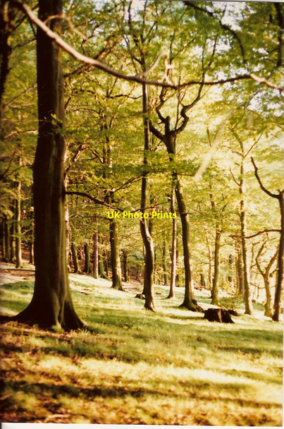 Photo 6"x4" 12 Acre Woods Eckington Plumbley c1989